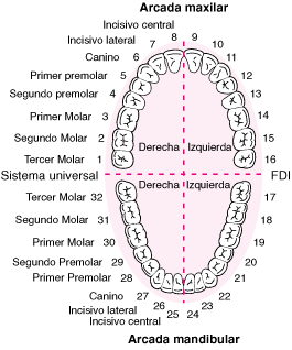 dientes numerados